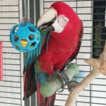 AVES