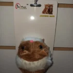 Juguete Para Gato Ratón Vibrador Bicolor Con Cola