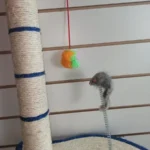Rascador Para Gato Hilo Sisal + Pelota Giratoria + Ratón