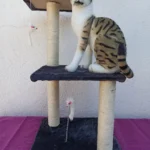 Rascador Trepador Para Gato 3 Niveles Simple + 2 Ratones