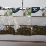 Yerba Gatera