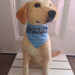 Collar Bandana Soy Celeste Uruguay - Grande