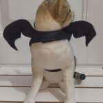 Disfraz Alas De Murciélago Halloween Talle S