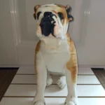Perro Peluche Bull Dog Ingles